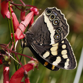 Aeropetes tulbaghia (Table mountain beauty, Mountain pride)  