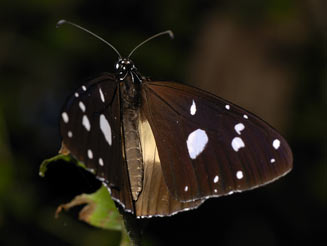 Amauris echeria (Chief)