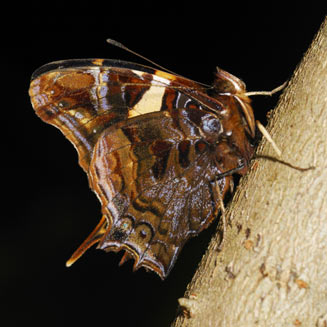 Antanartia schaeneia (Long-tailed admiral)