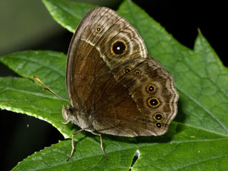 Bicyclus safitza (Common bush brown)