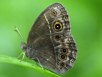 Bicyclus safitza (Common bush brown)