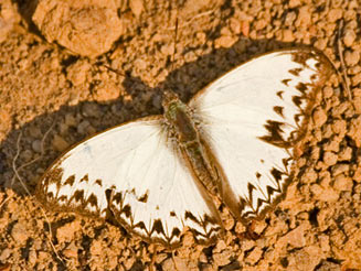 Cymothoe alcimeda (Battling glider)