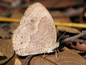 Bicyclus angulosus