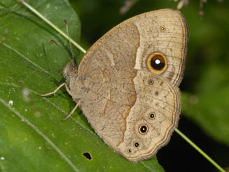 Bicyclus anynana (Squinting bush brown)