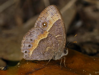 Bicyclus anynana (Squinting bush brown)
