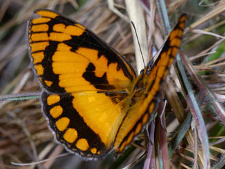 Byblia anvatara (Common joker)