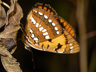 Byblia anvatara (Common joker)