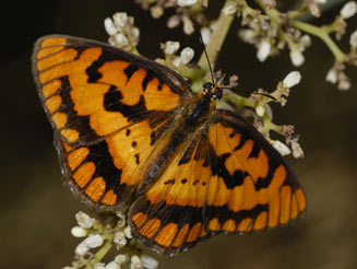 Byblia ilithyia (Spotted joker)