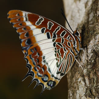 Charaxes brutus (White-barred emperor)