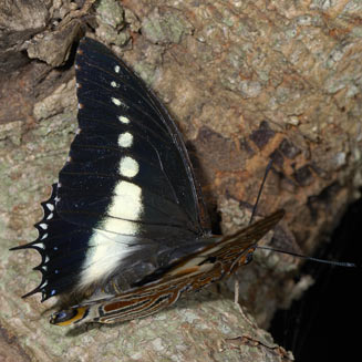 Charaxes brutus (White-barred emperor)