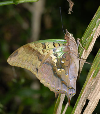 Charaxes candiope (Green-veined emperor)