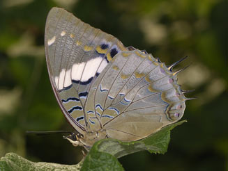 Charaxes cithaeron (Blue-spotted emperor)