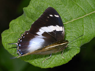 Charaxes cithaeron (Blue-spotted emperor)  