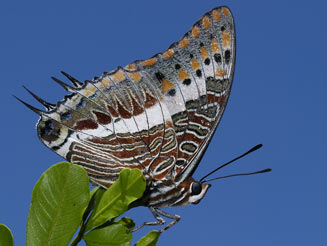 Charaxes jasius (Foxy emperor)