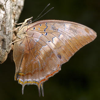 Charaxes jasius (Foxy emperor)