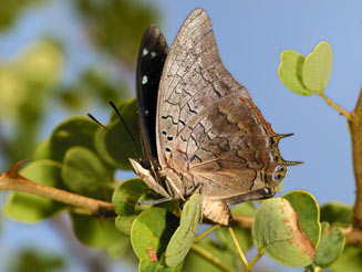 Charaxes phaeus (Demon emperor)
