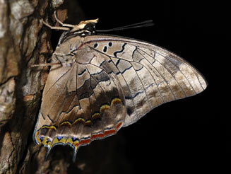 Charaxes pondoensis (Pondo emperor)