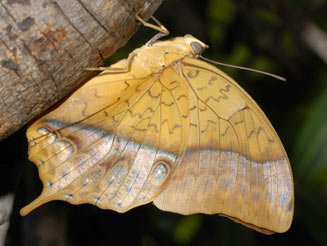 Charaxes varanes (Pearl emperor)
