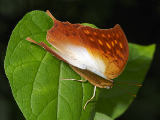 Charaxes varanes (Pearl emperor)
