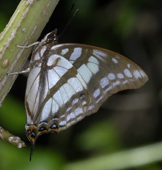 Charaxes zoolina (Club-tailed emperor)