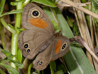 Cassionympha cassius (Rainforest brown)