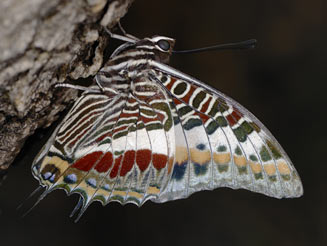 Charaxes castor (Giant emperor)