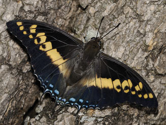 Charaxes castor (Giant emperor)