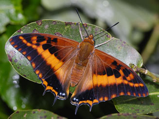 Charaxes druceanus (Silver-barred emperor)