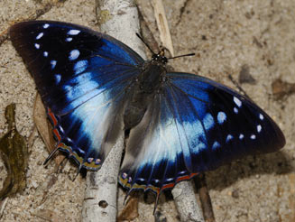 Charaxes ethalion (Satyr emperor)