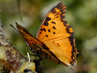 Charaxes jahlusa (Pearl-spotted emperor)