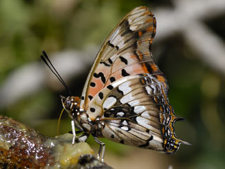Charaxes jahlusa (Pearl-spotted emperor)