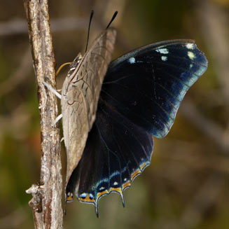 Charaxes phaeus (Demon emperor)