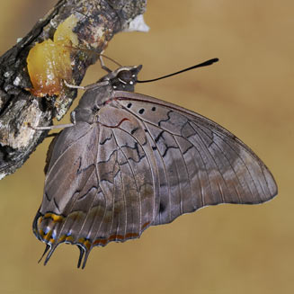 Charaxes phaeus (Demon emperor)