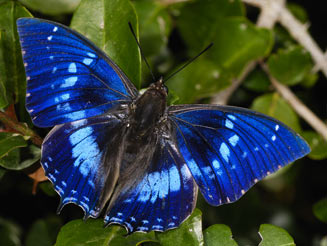 Charaxes xiphares (Forest king emperor)