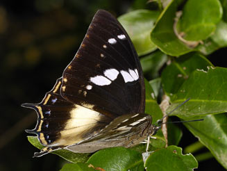 Charaxes xiphares (Forest king emperor)