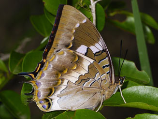 Charaxes xiphares (Forest king emperor)