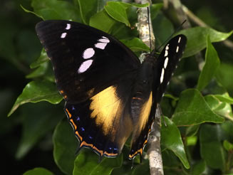 Charaxes xiphares (Forest king emperor)