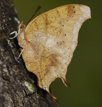 Charaxes zoolina (Club-tailed emperor)