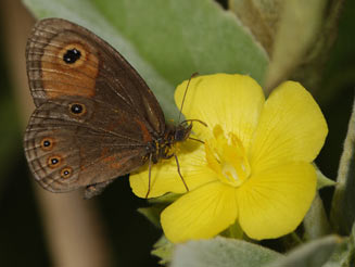 Coenyropsis natalii (Natal brown)