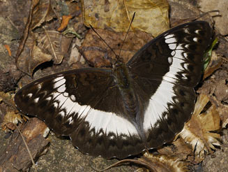 Cymothoe coranus (Blonde glider)