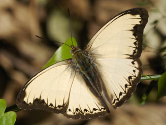 Cymothoe coranus (Blonde glider)