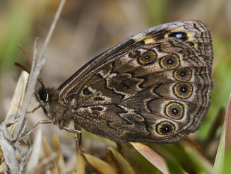 Dira clytus (Cape autumn widow)