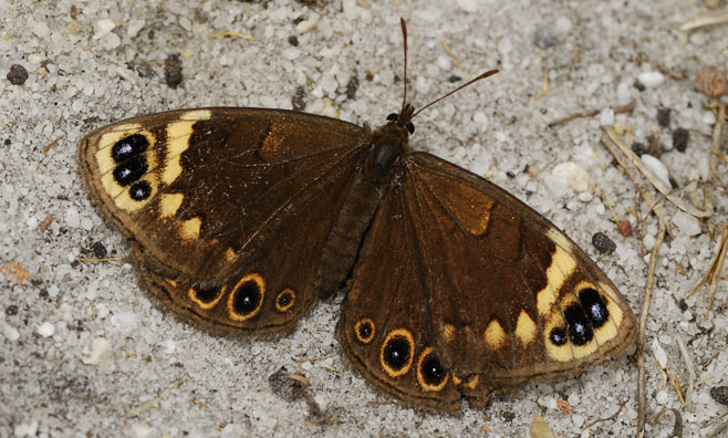 Dira clytus (Cape autumn widow)