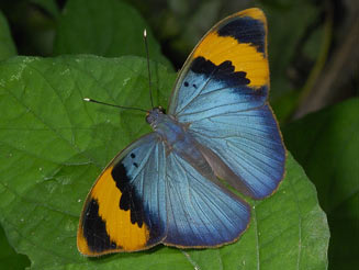 Euphaedra neophron (Gold-banded forester)