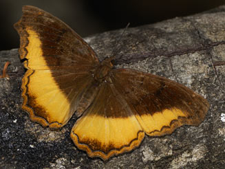Eurytela dryope (Golden piper)