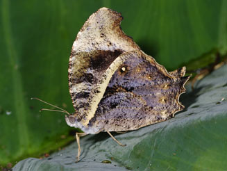 Gnophodes betsimena (Yellow-banded evening brown)