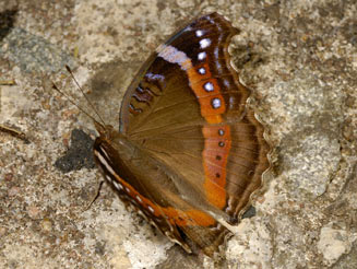 Junonia archesia (Garden inspector, Garden commodore)