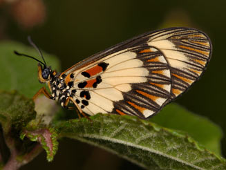 Acraea cabira (Yellow-banded acraea)