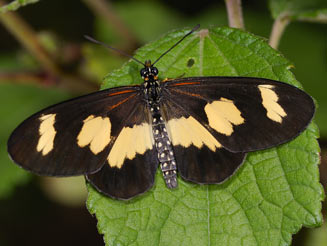 Acraea cabira (Yellow-banded acraea)