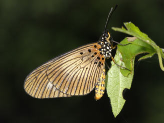 Acraea esebria (Dusky acraea)